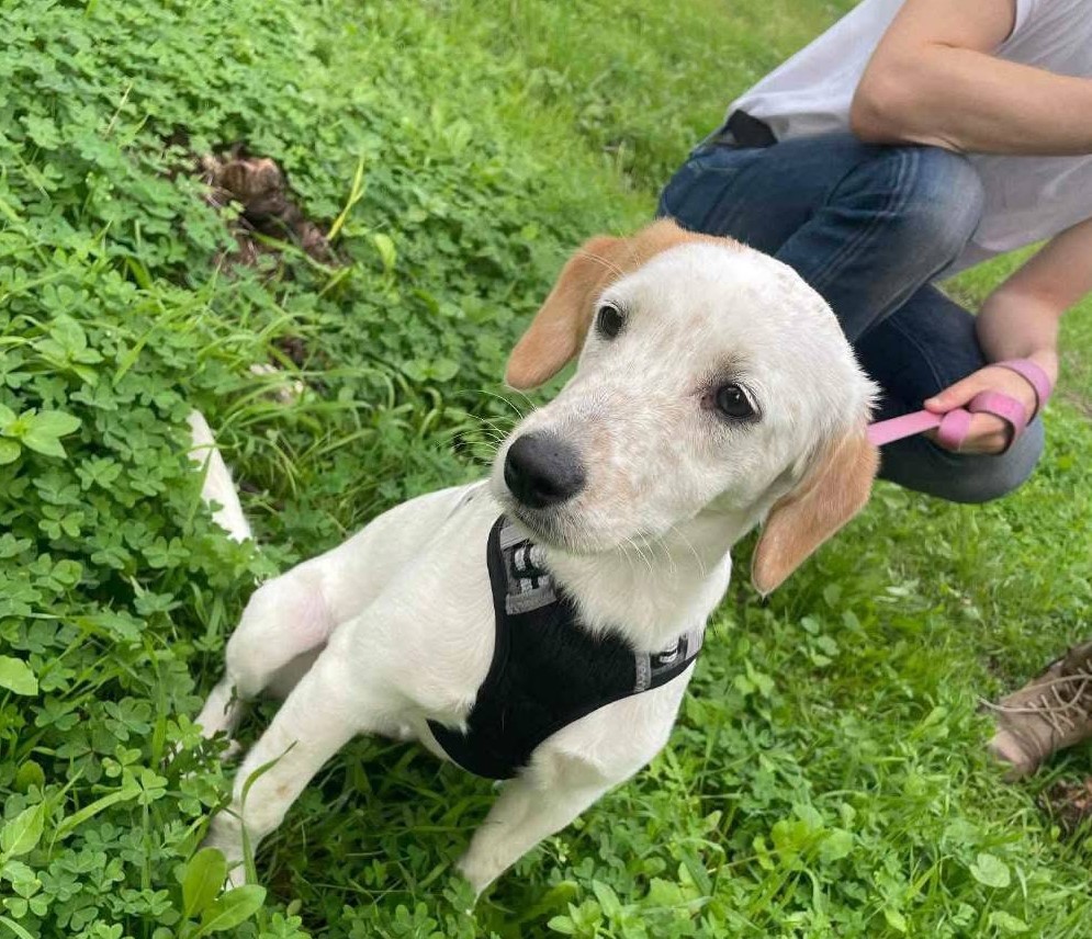 Συνεχόμενες εγκαταλείψεις στο Χαϊδάρι 4 Συνεχόμενες εγκαταλείψεις στο Χαϊδάρι 3