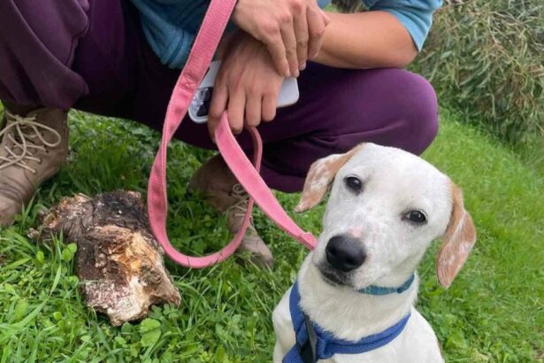 Συνεχόμενες εγκαταλείψεις στο Χαϊδάρι 3