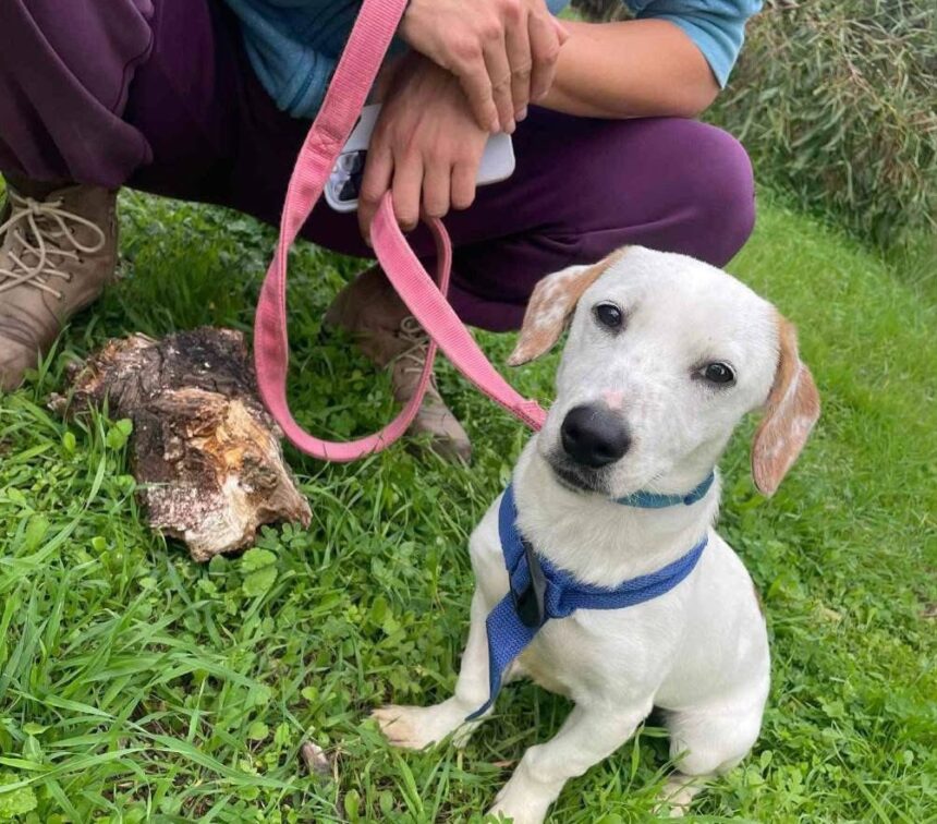 Συνεχόμενες εγκαταλείψεις στο Χαϊδάρι 1