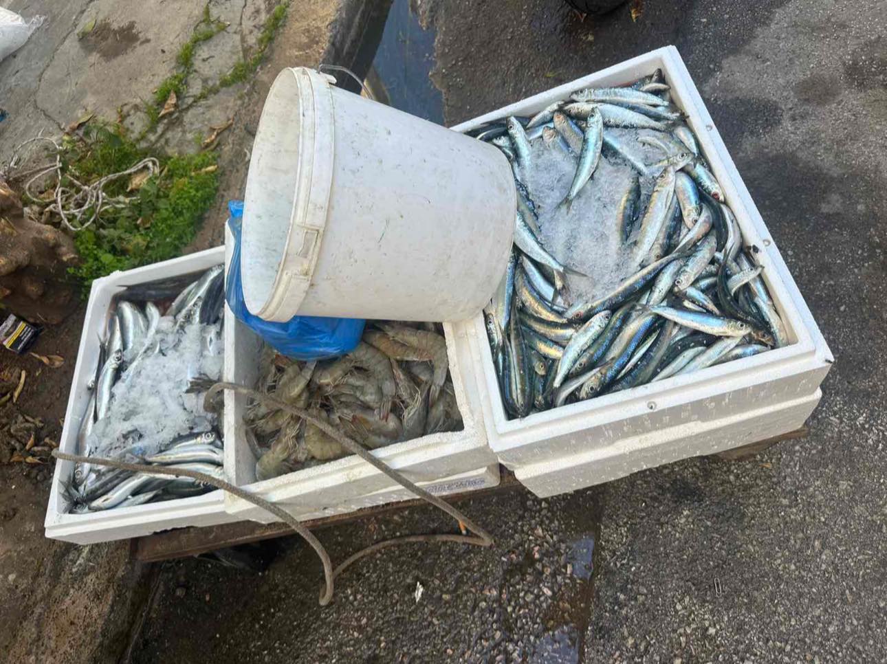 Κατασχέθηκαν πάνω από 150 κιλά ψάρια σε λαϊκές αγορές 4 Κατασχέθηκαν πάνω από 150 κιλά ψάρια σε λαϊκές αγορές 3