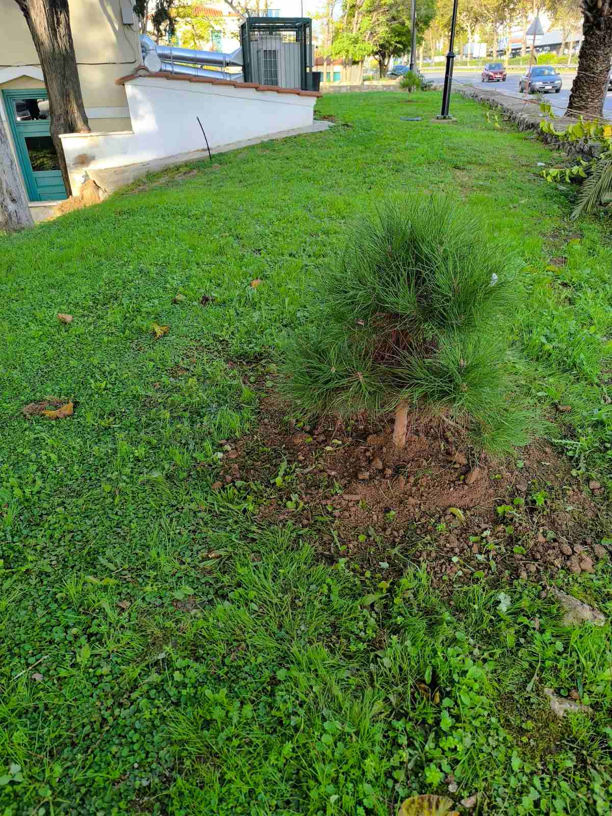 Φυτεύτηκαν ξανά φοίνικες στο Παλατάκι 5