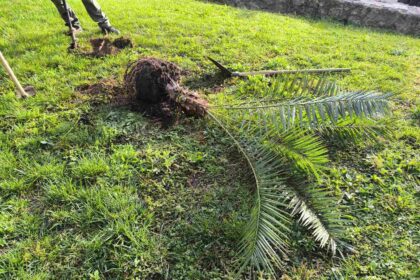 Φυτεύτηκαν ξανά φοίνικες στο Παλατάκι 9