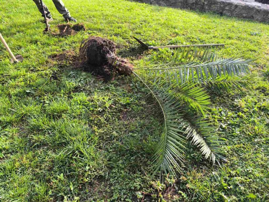 Φυτεύτηκαν ξανά φοίνικες στο Παλατάκι 1