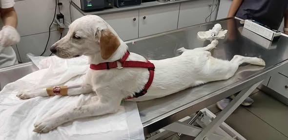 Χαϊδάρι: Επικήρυξη για τον κακοποιό που σκορπάει θάνατο στα ζώα 1