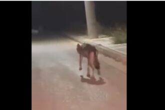 Λύκος στο Ποικίλο για πρώτη φορά - Καταγράφηκε χτες, τι σημαίνει αυτό 31