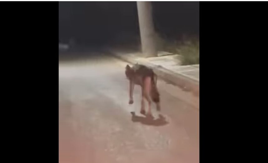 Λύκος στο Ποικίλο για πρώτη φορά - Καταγράφηκε χτες, τι σημαίνει αυτό 1