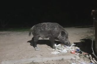 Προσοχή, επιθετικός νεαρός κάπρος στο Δαφνί - Βίντεο 45