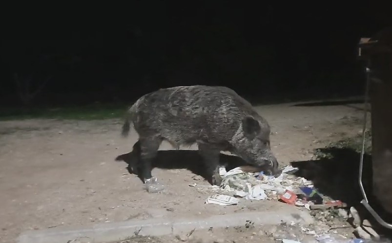 Προσοχή, επιθετικός νεαρός κάπρος στο Δαφνί - Βίντεο 1