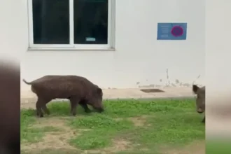 Αγριογούρουνα βοσκάνε στο ΨΝΑ Δαφνίου - Βίντεο 33