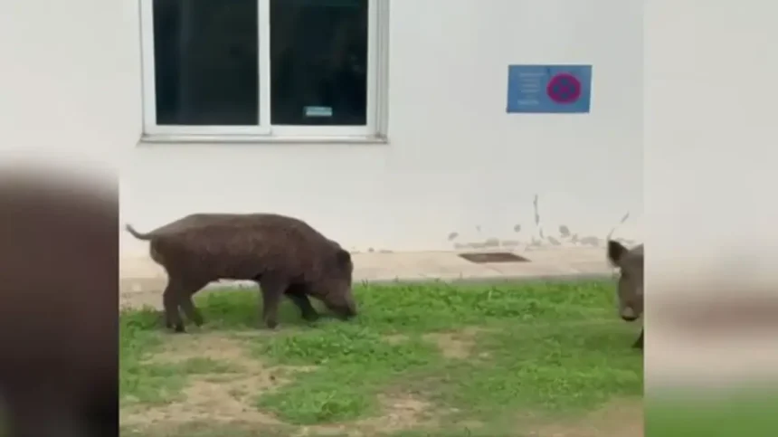 Αγριογούρουνα βοσκάνε στο ΨΝΑ Δαφνίου - Βίντεο 1