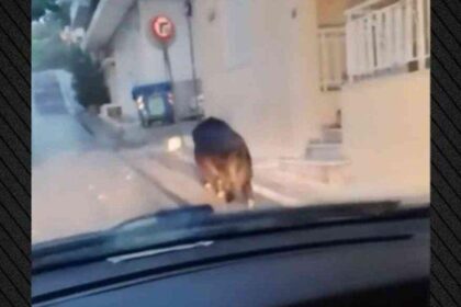 Ατάραχος επισκέπτης: Αγριογούρουνο κάνει βόλτες σε γειτονιά στο Περιστέρι – Βίντεο 5