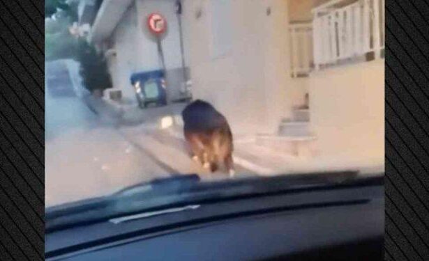 Ατάραχος επισκέπτης: Αγριογούρουνο κάνει βόλτες σε γειτονιά στο Περιστέρι – Βίντεο 107