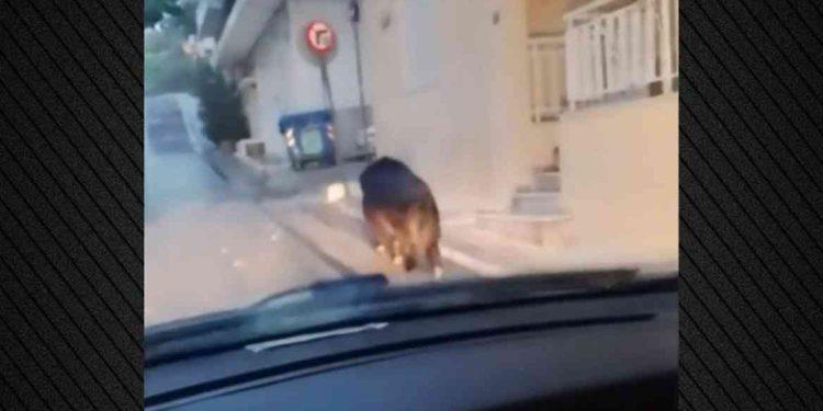 Ατάραχος επισκέπτης: Αγριογούρουνο κάνει βόλτες σε γειτονιά στο Περιστέρι – Βίντεο 1