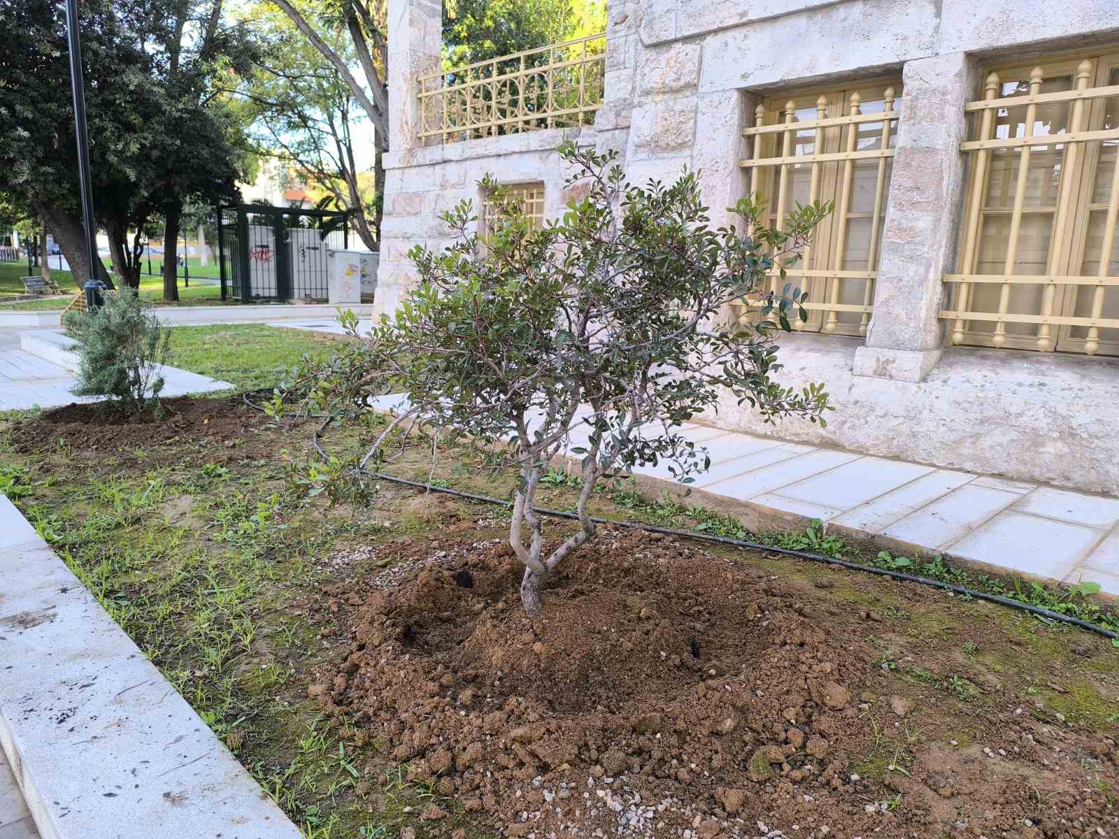 Φυτεύτηκαν ξανά φοίνικες στο Παλατάκι 3