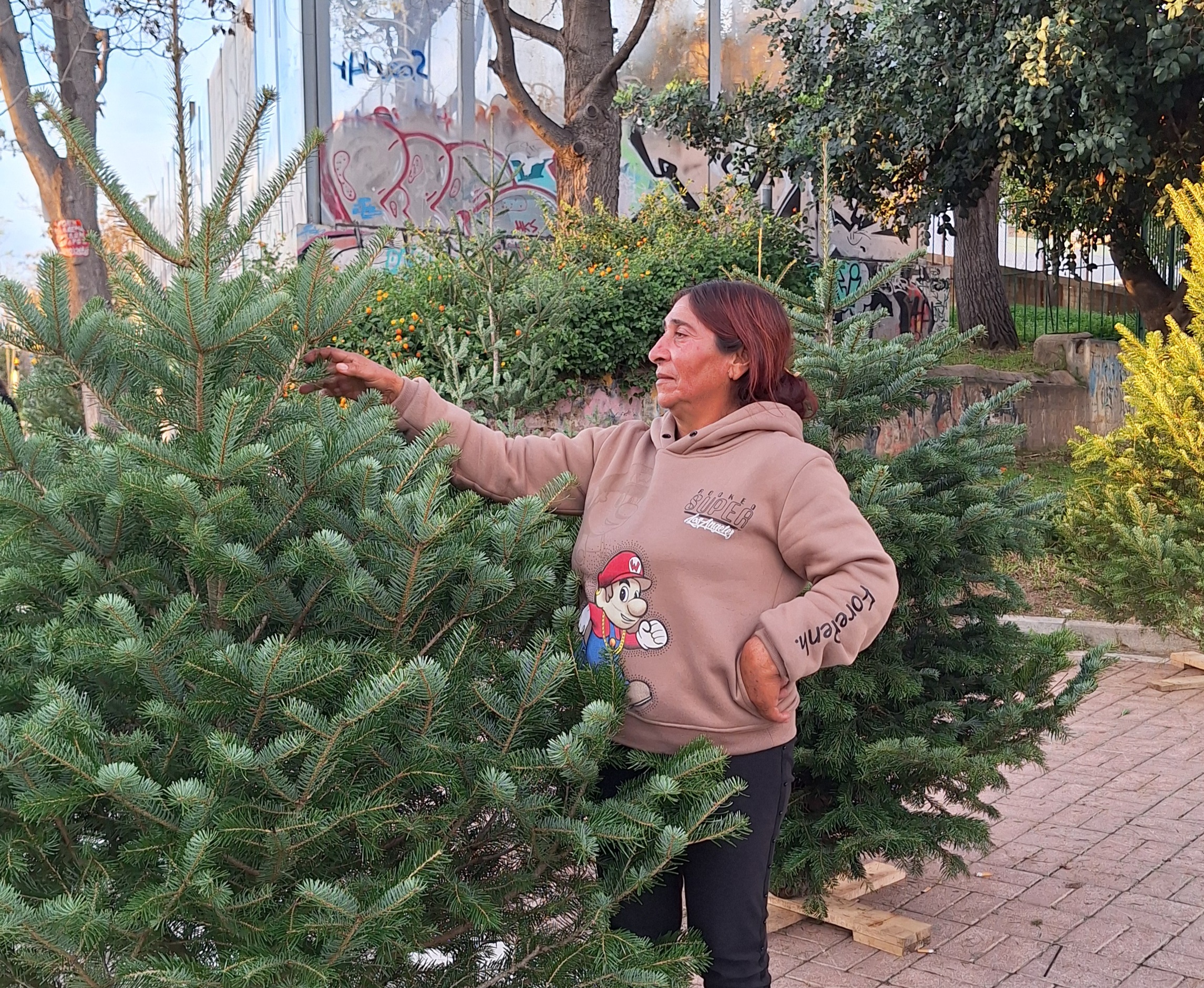 Άνοιξε η αγορά ελάτων - Άρωμα Χριστουγέννων στην πόλη 4 Άνοιξε η αγορά ελάτων - Άρωμα Χριστουγέννων στην πόλη 3