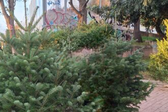 Άνοιξε η αγορά ελάτων - Άρωμα Χριστουγέννων στην πόλη 29