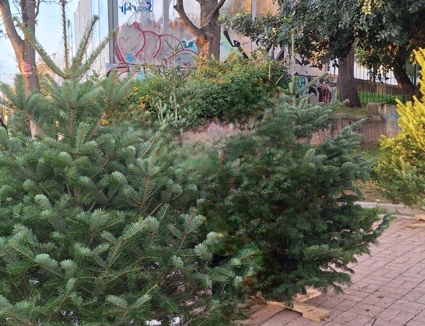 Άνοιξε η αγορά ελάτων - Άρωμα Χριστουγέννων στην πόλη 1