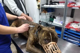 Στο Κέντρο Περίθαλψης Ζώων του Σχιστού ο σκύλος που σκότωσε το αγοράκι στη Ζάκυνθο 27