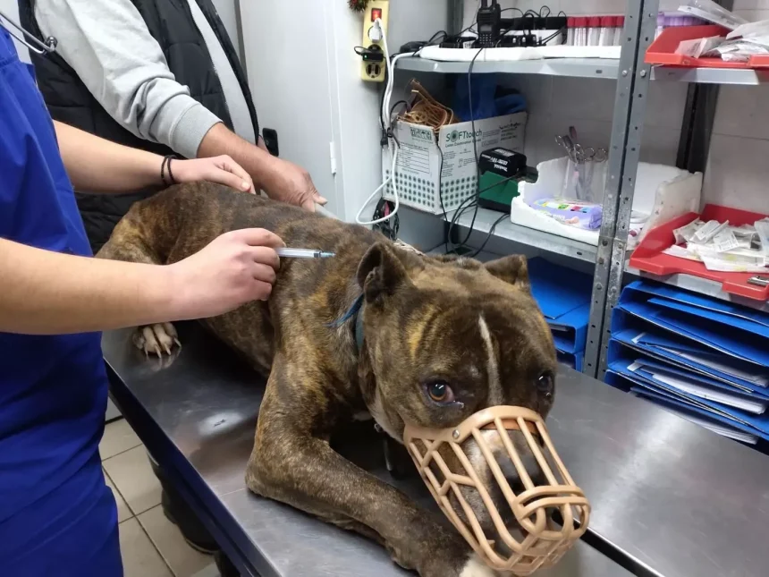 Στο Κέντρο Περίθαλψης Ζώων του Σχιστού ο σκύλος που σκότωσε το αγοράκι στη Ζάκυνθο 1