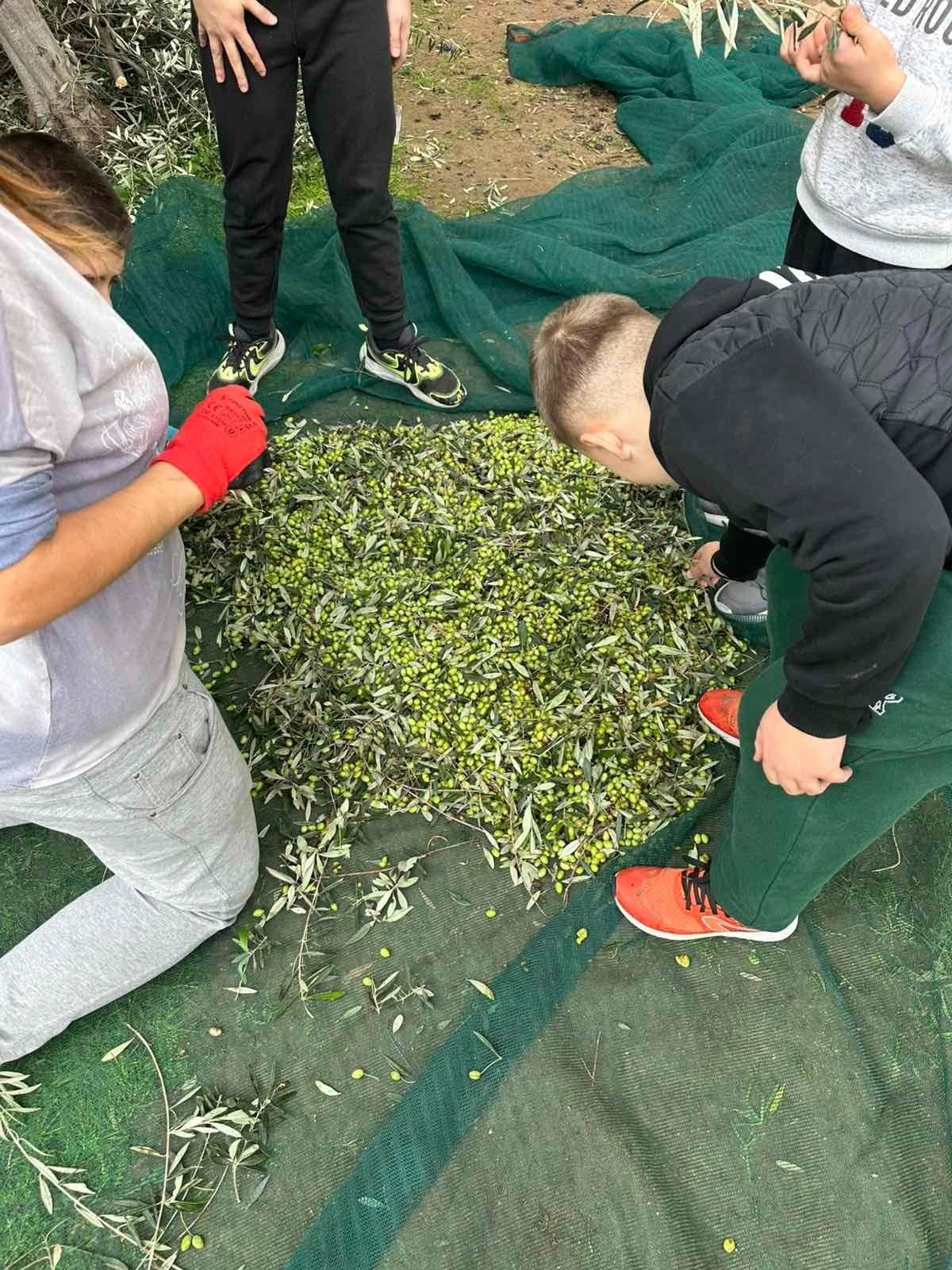 Μαθητές ράβδισαν τις ελιές του Δημαρχείου 6 Μαθητές ράβδισαν τις ελιές του Δημαρχείου 5
