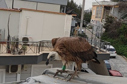 Γύπας κούρνιασε σε στέγη στον Προφήτη Ηλία 5
