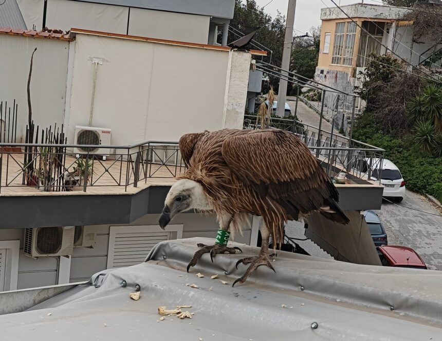 Γύπας κούρνιασε σε στέγη στον Προφήτη Ηλία 15