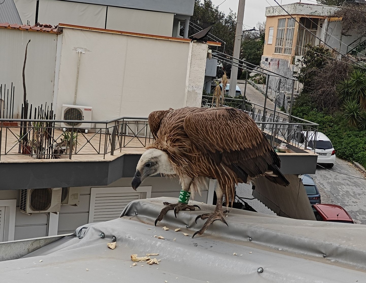 Γύπας κούρνιασε σε στέγη στον Προφήτη Ηλία Χαϊδαρίου 3