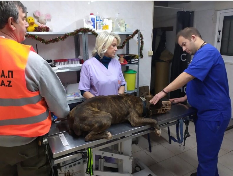 Στο Κέντρο Περίθαλψης Ζώων του Σχιστού ο σκύλος που σκότωσε το αγοράκι στη Ζάκυνθο 4 Στο Κέντρο Περίθαλψης Ζώων του Σχιστού ο σκύλος που σκότωσε το αγοράκι στη Ζάκυνθο 3