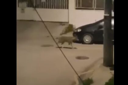 Έγινε και αυτό: Λύκος στους δρόμους του Δαφνιού, σήμερα τα ξημερώματα - Βίντεο 9