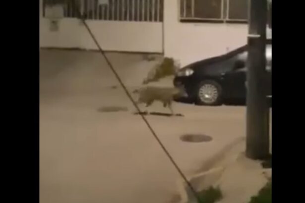 Έγινε και αυτό: Λύκος στους δρόμους του Δαφνιού, σήμερα τα ξημερώματα - Βίντεο 115