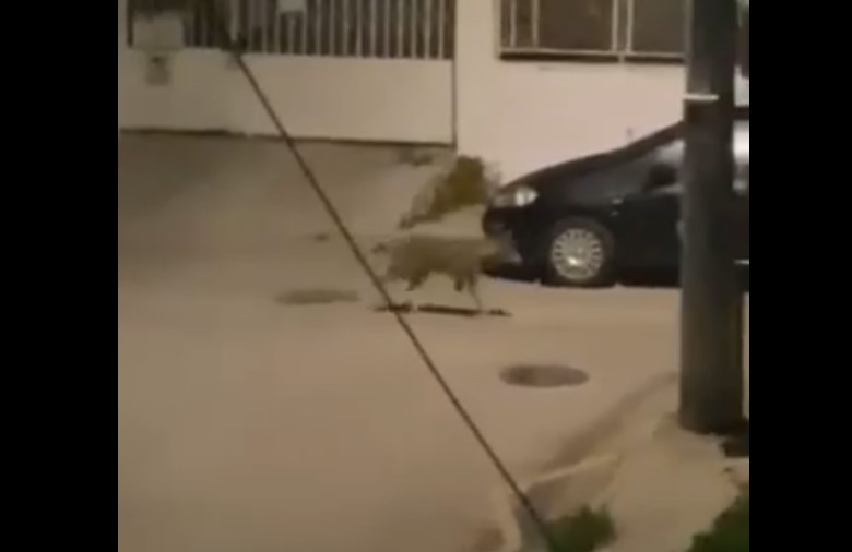 Έγινε και αυτό: Λύκος στους δρόμους του Δαφνιού, σήμερα τα ξημερώματα - Βίντεο 7