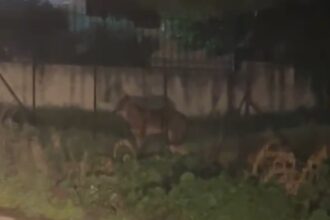 Σε κινητικότητα ο λύκος στο Χαϊδάρι - Χτεσινοβραδινό βίντεο από την Αφαία 27