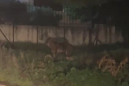 Σε κινητικότητα ο λύκος στο Χαϊδάρι - Χτεσινοβραδινό βίντεο από την Αφαία 5