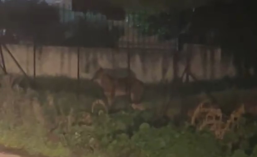 Σε κινητικότητα ο λύκος στο Χαϊδάρι - Χτεσινοβραδινό βίντεο από την Αφαία 13
