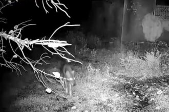 Δείτε βίντεο με καθαρή καταγραφή λύκου στο Ποικίλο - Τι σημαίνει η παρουσία του στην περιοχή μας 43