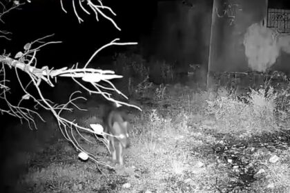 Δείτε βίντεο με καθαρή καταγραφή λύκου στο Ποικίλο - Τι σημαίνει η παρουσία του στην περιοχή μας 5