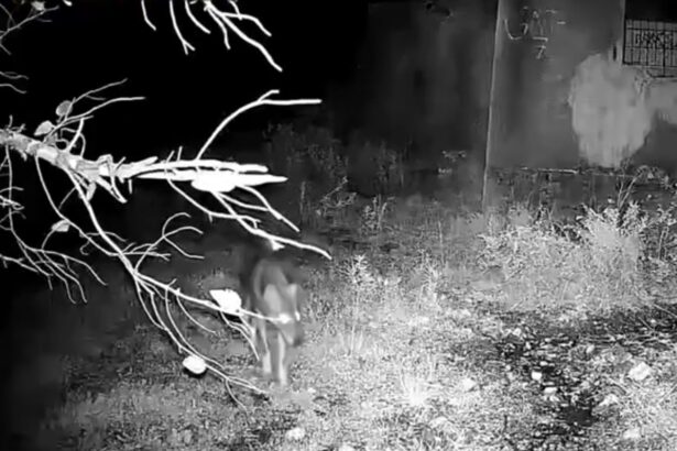 Δείτε βίντεο με καθαρή καταγραφή λύκου στο Ποικίλο - Τι σημαίνει η παρουσία του στην περιοχή μας 103