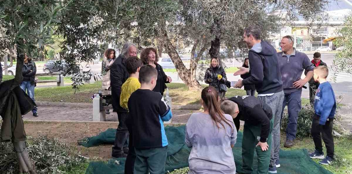 Μαθητές ράβδισαν τις ελιές του Δημαρχείου 4 Μαθητές ράβδισαν τις ελιές του Δημαρχείου 3