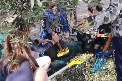 Μαθητές ράβδισαν τις ελιές του Δημαρχείου 5