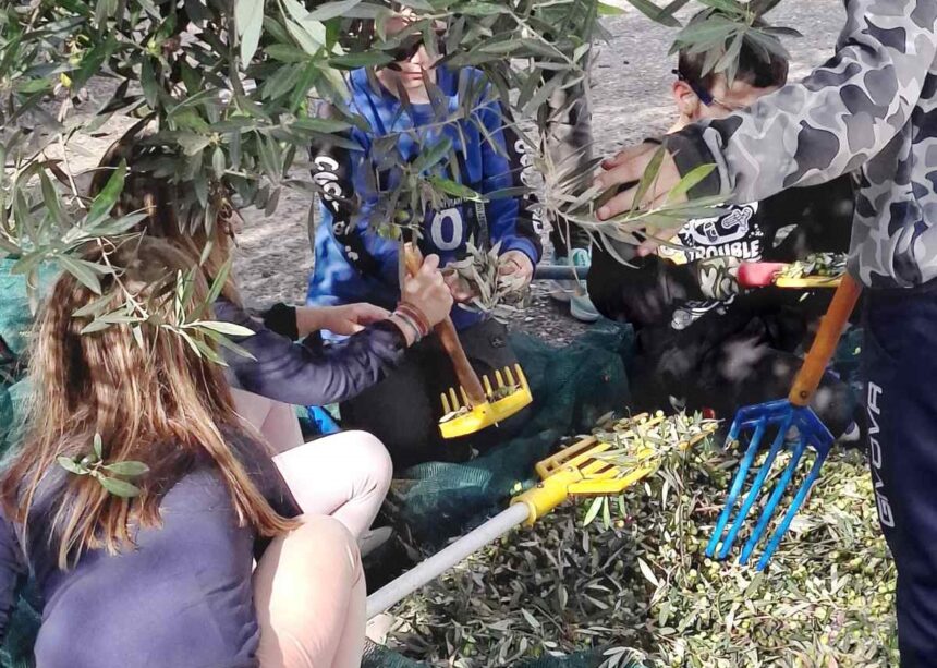 Μαθητές ράβδισαν τις ελιές του Δημαρχείου 1