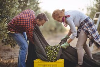 "Οι αγρότες είναι στα μπλόκα για τις επιδοτήσεις και δεν έχουν αιτήματα" - Αληθεύει; 31