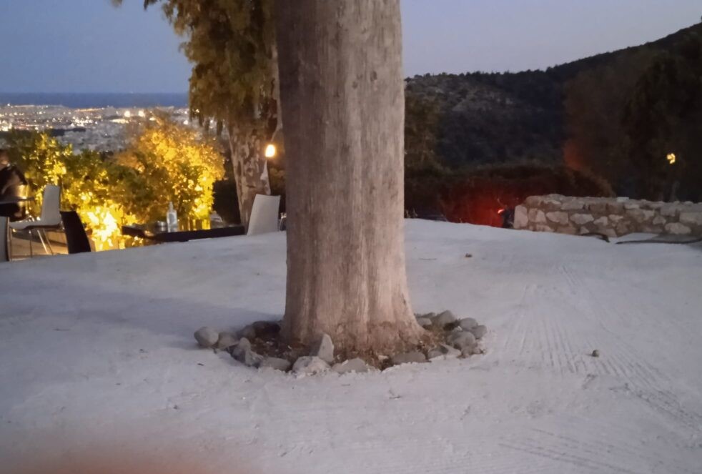 "Δέντρα-μνημεία": 4 εμβληματικά κυπαρίσσια δεσπόζουν στο Λεκανοπέδιο και ζητούν σεβασμό 8 "Δέντρα-μνημεία": 4 εμβληματικά κυπαρίσσια δεσπόζουν στο Λεκανοπέδιο και ζητούν σεβασμό 7