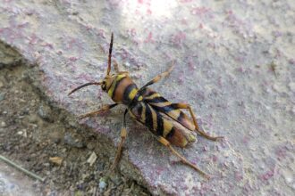 Η επέλαση του κινέζικου σκαθαριού στο Χαϊδάρι 19