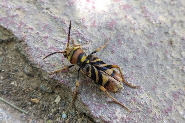 Η επέλαση του κινέζικου σκαθαριού στο Χαϊδάρι 109