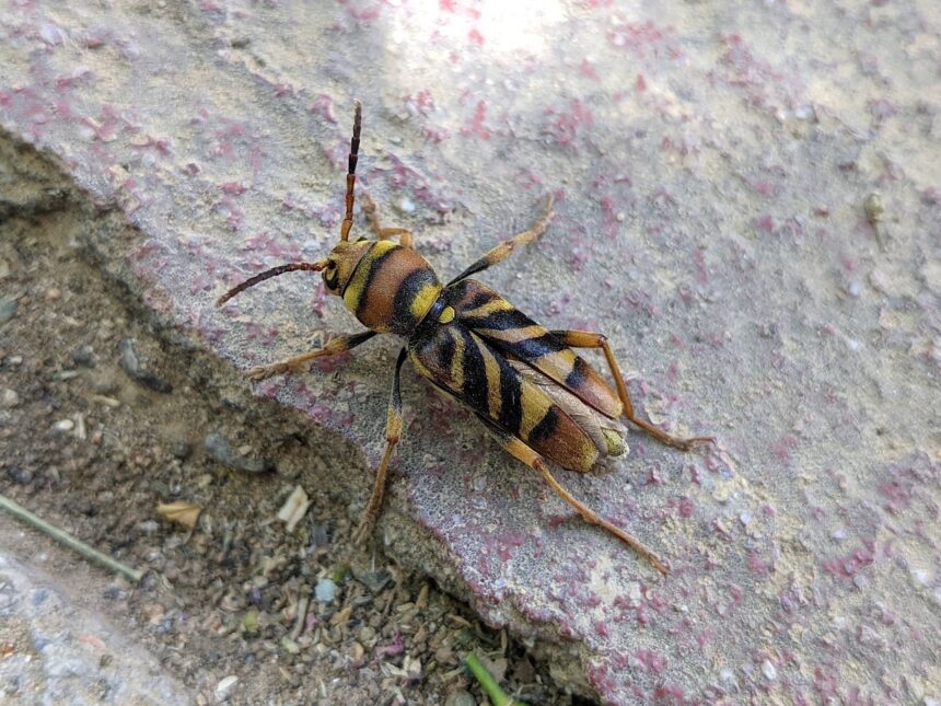 Η επέλαση του κινέζικου σκαθαριού στο Χαϊδάρι 15