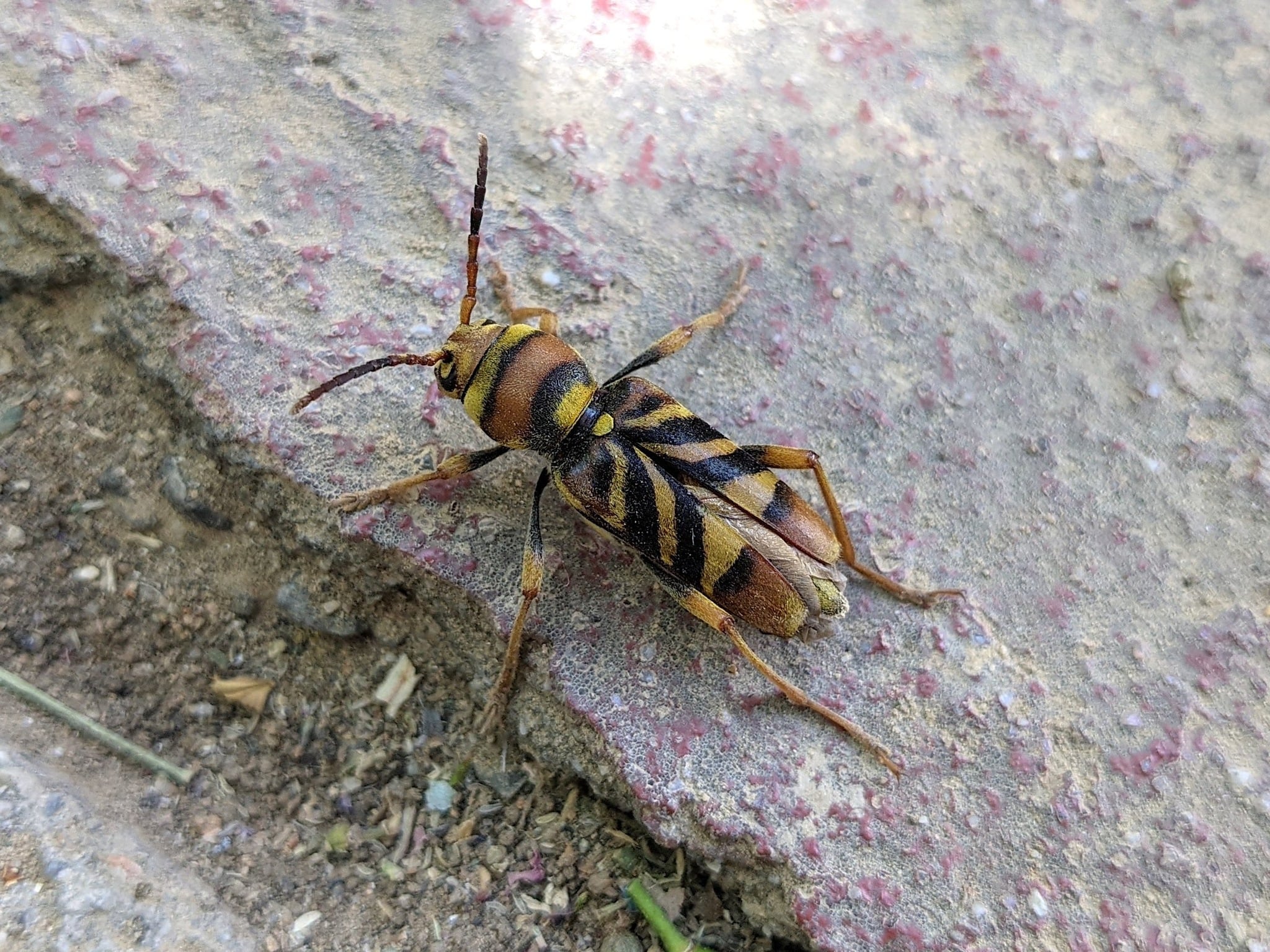 Η επέλαση του κινέζικου σκαθαριού στο Χαϊδάρι και το ερώτημα: "τι κάνουμε την τρύπα;" 3