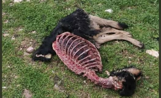 Ειδικός του ΑΠΘ: Σε καμία περίπτωση δεν έφαγε λύκος τον σκύλο στο Χαϊδάρι 3