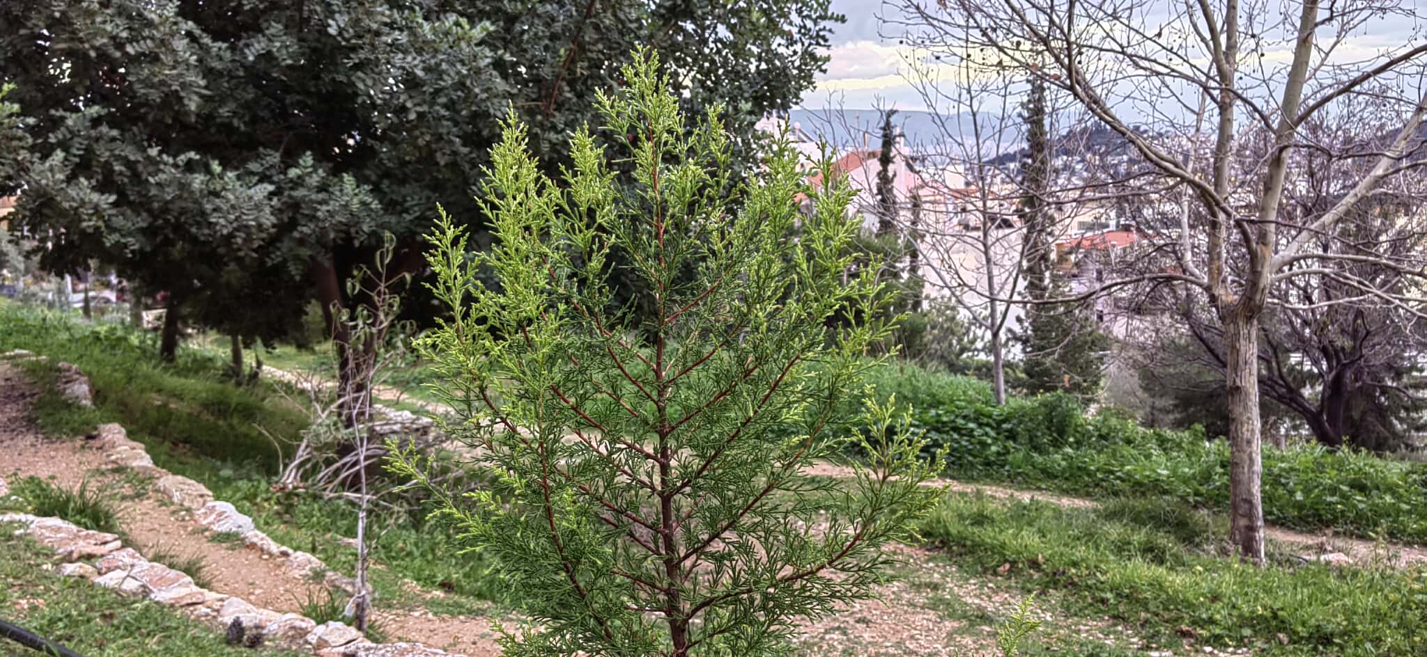 Καλορίζικη! Η μικρή ιστορία του "φυτού της τύχης" είναι η μεγάλη ιστορία του Πάρκου Εθελοντισμού 7