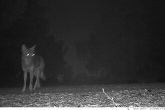 Δασαρχείο Αιγάλεω: Οδηγίες προς τους πολίτες λόγω της εμφάνισης λύκου στο Ποικίλο Όρος 25