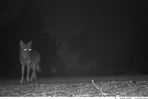 Δασαρχείο Αιγάλεω: Οδηγίες προς τους πολίτες λόγω της εμφάνισης λύκου στο Ποικίλο Όρος 115